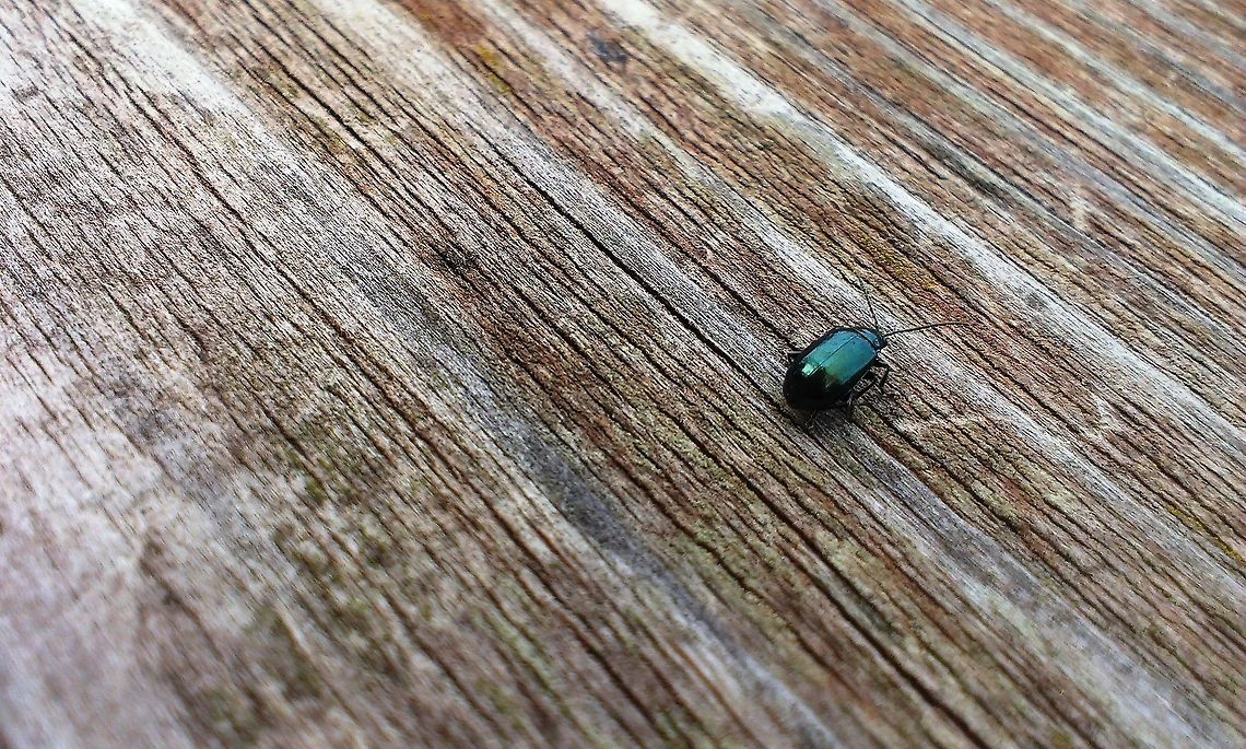 ? beetle  Bugs,beetles,green,insects