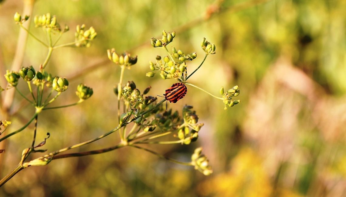 Graphosoma italicum  Graphosoma,Graphosoma italicum,Insects,Minstrel Bug,heteroptera,red,yellow