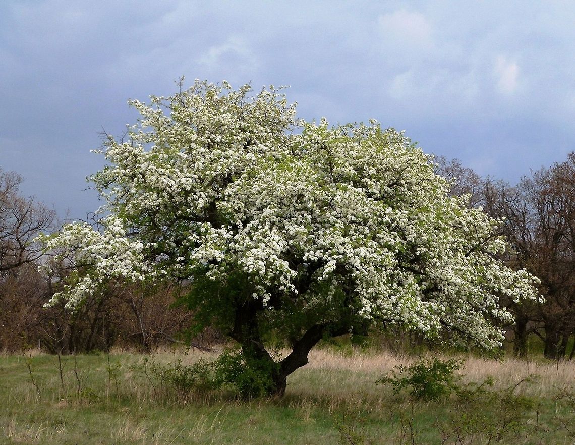 Silence A very old hawthorn tree is standing alone,  before a summer storm. Clouds,Crataegus monogyna,Rosaceae,bush,old,tree