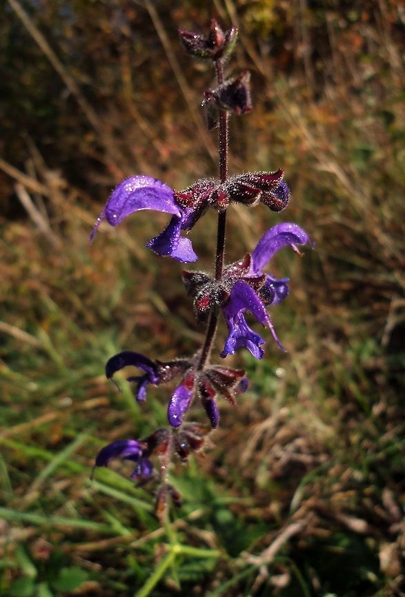morning dew  Flowers,Salvia pratensis,Wildflowers,dew,flower,meadow,purple,sagebrush,sunshine,wildflower
