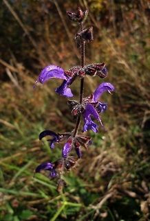 morning dew  Flowers,Salvia pratensis,Wildflowers,dew,flower,meadow,purple,sagebrush,sunshine,wildflower