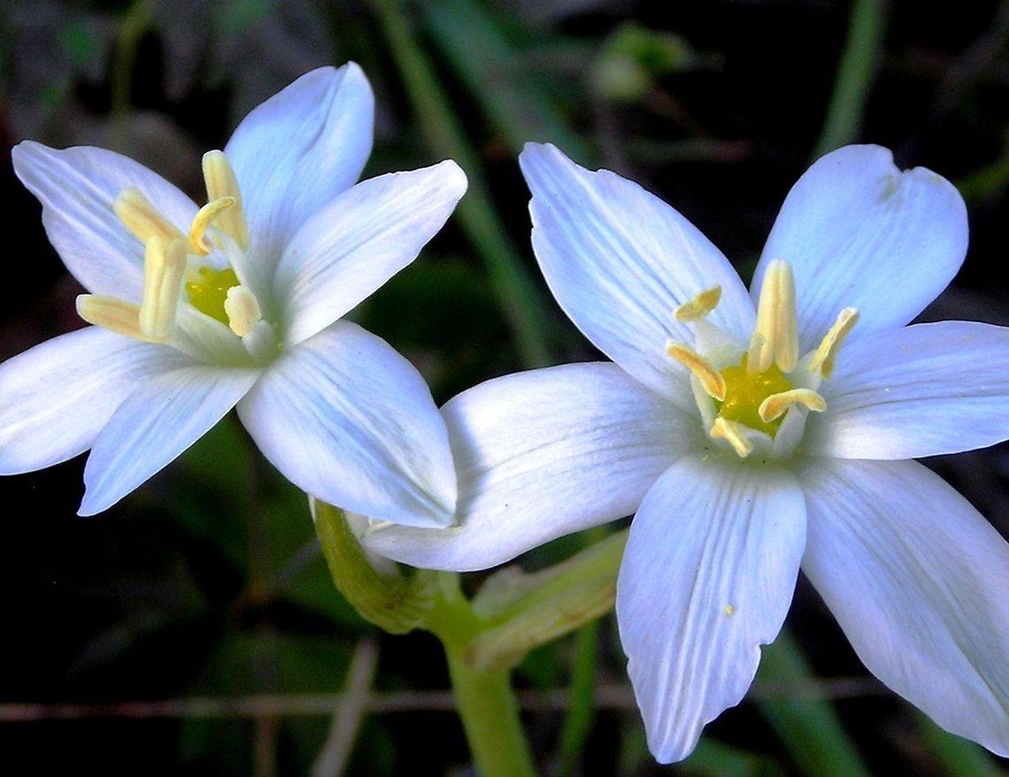 Ornithogalum umbellatum  Flowers,Grass Lily,Ornithogalum umbellatum,Wildflowers,flower,white