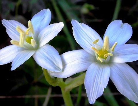 Ornithogalum umbellatum  Flowers,Grass Lily,Ornithogalum umbellatum,Wildflowers,flower,white