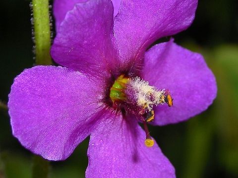 Verbascum phoeniceum  Flowers,Verbascum phoeniceum,Wildflowers,flower,purple