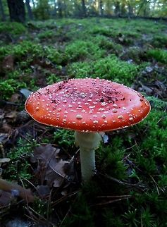 Amanita muscaria  Amanita muscaria,Fly agaric,Fungi,Fungus,Mushrooms,mushroom,red