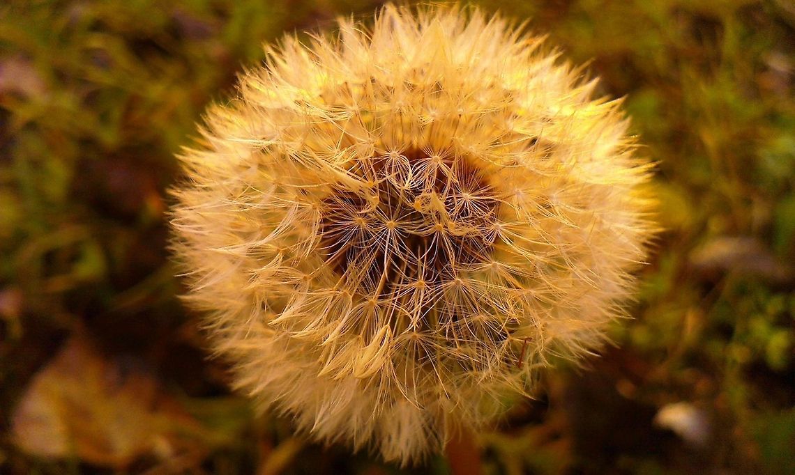 Taraxacum officinale  Common dandelion,Taraxacum officinale,sunset