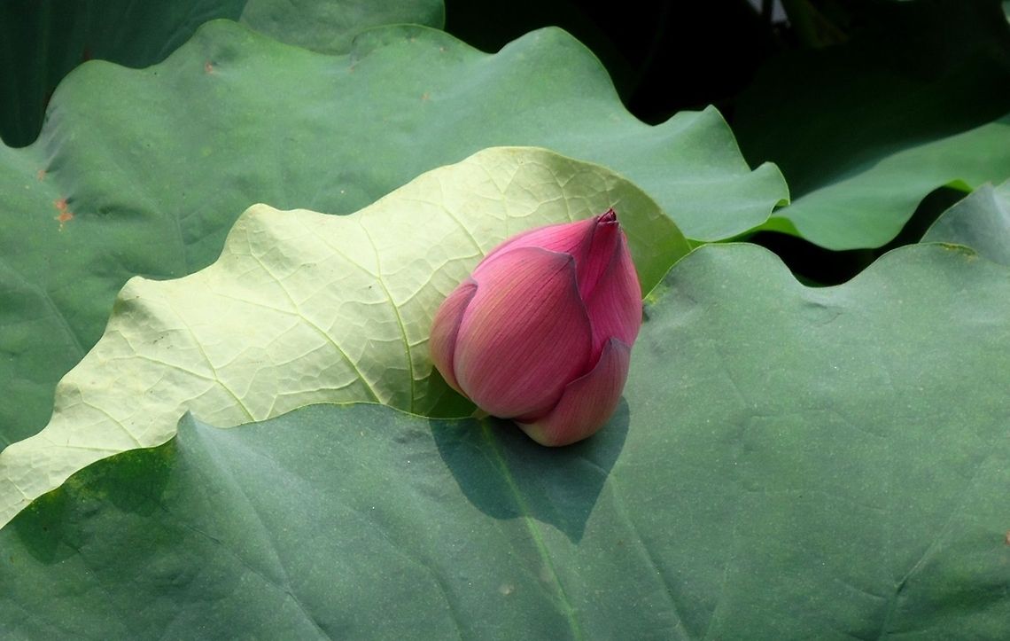 Nelumbo nucifera  China,Flowers,Geotagged,Indian lotus,Nelumbo nucifera,bud,flower