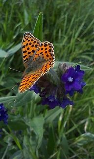 Argynnis lathonia In this picture I identified the butterfly, not the flower. The name of the flower is: Anchusa officinalis Argynnis lathonia,Issoria lathonia,Queen of Spain Fritillary,butterfly,flower,orange