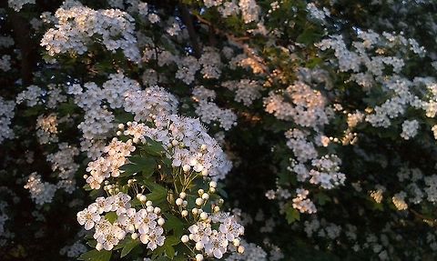 Crataegus monogyna  Crataegus monogyna,White,blossom,bush,hawthorn,tree