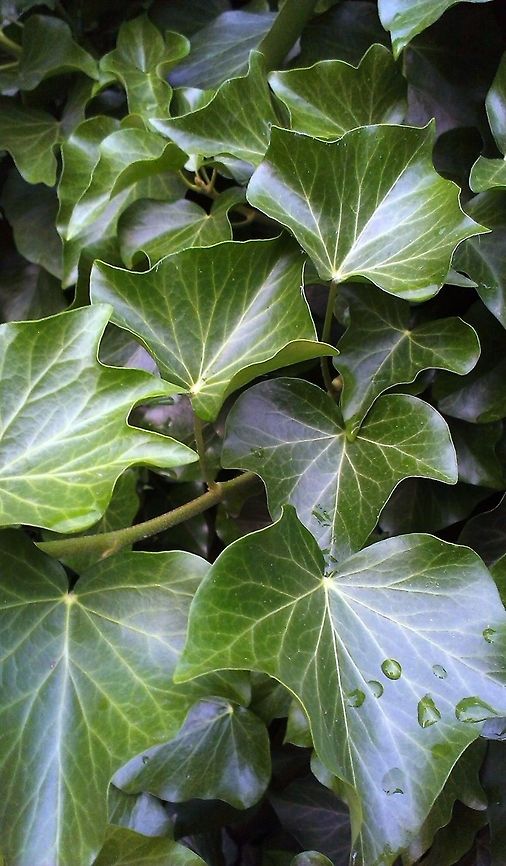 Hedera helix  Green,Hedera helix,Ivy