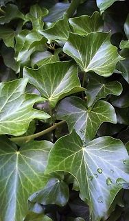 Hedera helix  Green,Hedera helix,Ivy