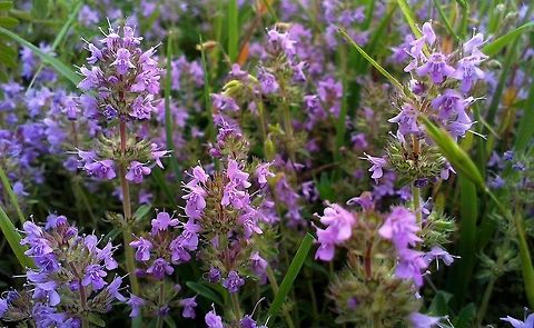 wild thyme  Pink,Thymus serpyllum,purple,thyme