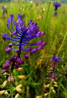 Leopoldia tenuiflora Close relative to the grape hyacinth Leopoldia tenuiflora,Muscari tenuiflorum,Wildflowers,blue,flower,flowers,purple