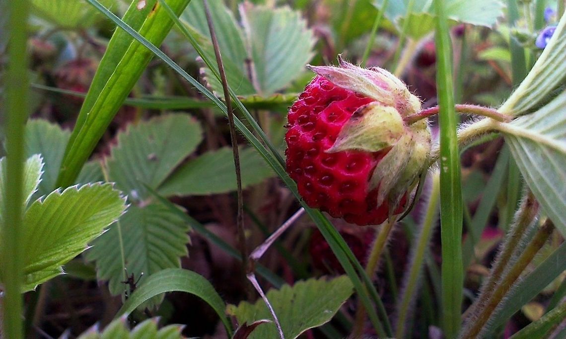 wild strawberry  Fragaria vesca,Woodland strawberry,red,wild strawberry