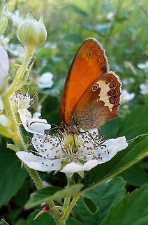 Pearly heath  Coenonympha arcania,Meadow,Orange,butterflies,butterfly,pearly heath