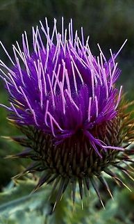 cotton thistle  Cotton Thistle,Onopordum acanthium