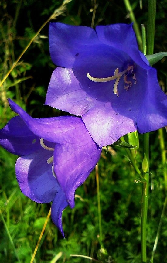 Campanula persicifolia  Bellflower,Blue,Bluebells,Campanula persicifolia