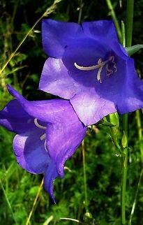 Campanula persicifolia  Bellflower,Blue,Bluebells,Campanula persicifolia