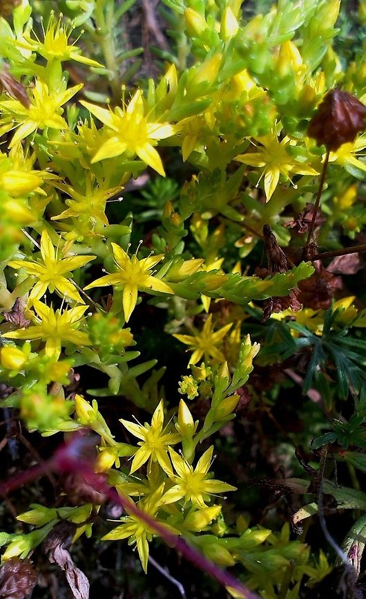 goldmoss stonecrop  Sedum acre,goldmoss stonecrop,mossy stonecrop,wallpepper,yellow