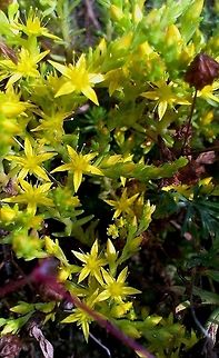 goldmoss stonecrop  Sedum acre,goldmoss stonecrop,mossy stonecrop,wallpepper,yellow