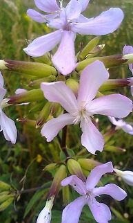 Saponaria  Saponaria officinalis,pink,soapweed,soapwort