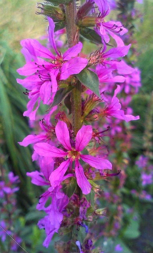 Lythrum salicaria  Lythrum salicaria,Purple loosestrife