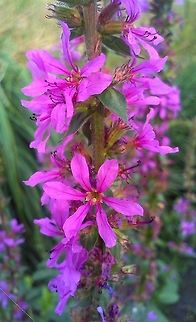 Lythrum salicaria  Lythrum salicaria,Purple loosestrife