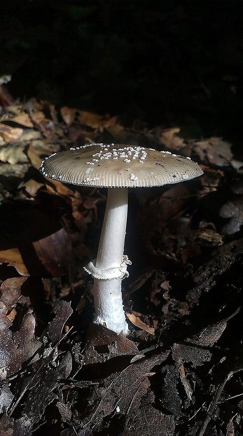 Amanita pantehrina This is a poisonous mushroom! Amanita pantherina var. pantherina,European Panther,Forest,Fungi,mushroom,poisonous,poisonous fungus