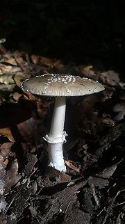 Amanita pantehrina This is a poisonous mushroom! Amanita pantherina var. pantherina,European Panther,Forest,Fungi,mushroom,poisonous,poisonous fungus
