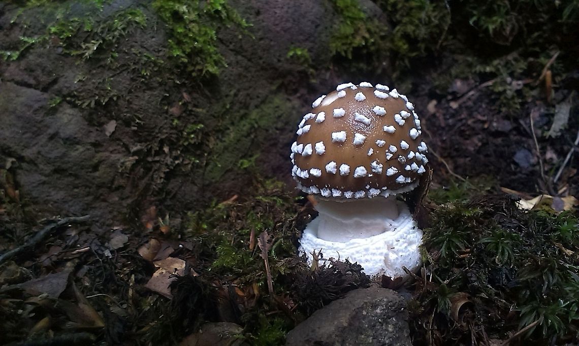 Amanita pantherina baby this is a poisonous mushroom! Amanita pantherina var. pantherina,European Panther,Fungi,forest,mushroom,poisonous