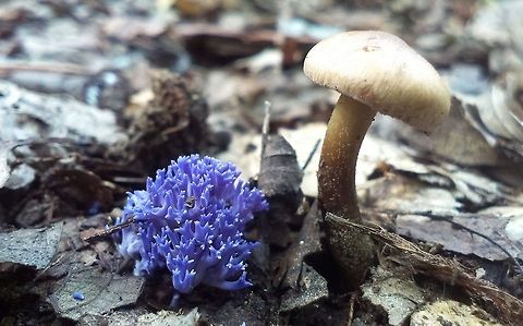 Clavaria zollingeri This little mushroom was even more purple in real life. 
I don't know the name of it's friend. Clavaria zollingeri,fungi,mushroom,mushrooms,purple