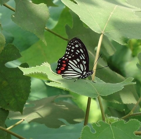 Red ring skirt Asian butterfly Hestina assimilis