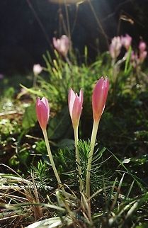 autumn crocus  Colchicum autumnale