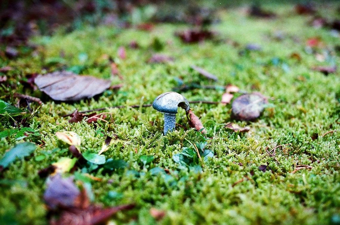 in green Stropharia aeruginosa is a non-edible, slightly poisonous mushroom. Stropharia aeruginosa,agaric,blue,forest,fungi,green,moss,mushroom,poisonous,verdigris agaric