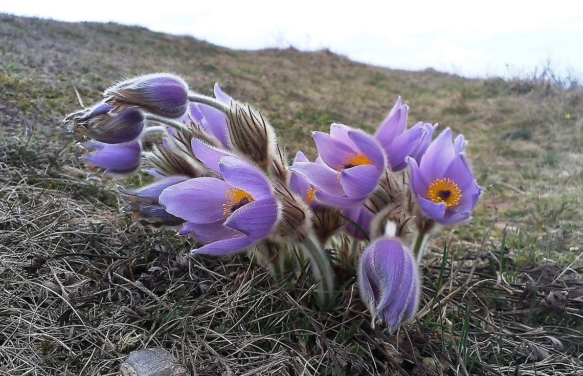 Pulsatilla grandis  Greater Pasque Flower,Pulsatilla grandis,hill,mountain,plain,pulsatilla,purple