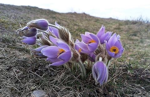 Pulsatilla grandis  Greater Pasque Flower,Pulsatilla grandis,hill,mountain,plain,pulsatilla,purple