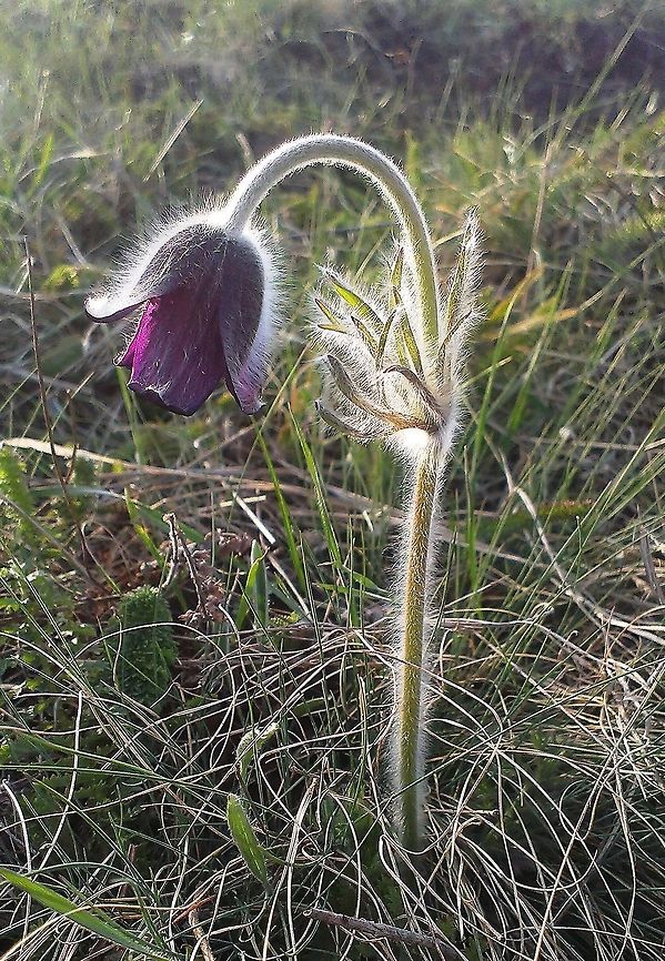 Pulsatilla pratensis subsp. nigricans This is one of the four subspecies of the Small Pasque Flower Flowers,Hills,Mountains,Pasque flower,Pulsatilla pratensis,pulsatilla,purple
