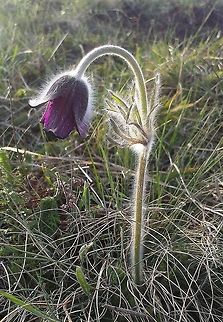 Pulsatilla pratensis subsp. nigricans This is one of the four subspecies of the Small Pasque Flower Flowers,Hills,Mountains,Pasque flower,Pulsatilla pratensis,pulsatilla,purple