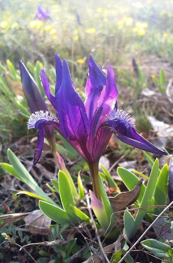 Iris pumila  Iris pumila,Mountains,Wildflowers,purple,small,spring
