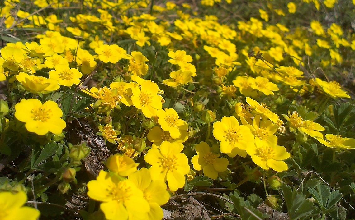 Potentilla pusilla This small yellow flower grows on dry, sunshined hillsides Potentilla pusilla,potentilla,spring,yellow