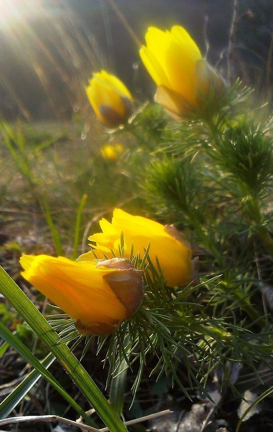 Adonis vernalis  Adonis vernalis,poisonous,spring,yellow
