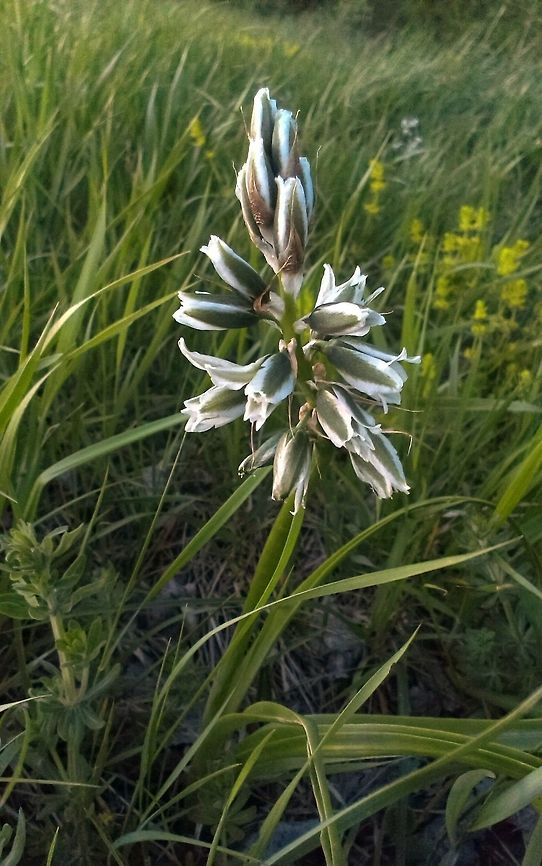 Ornithogalum boucheanum  Ornithogalum boucheanum