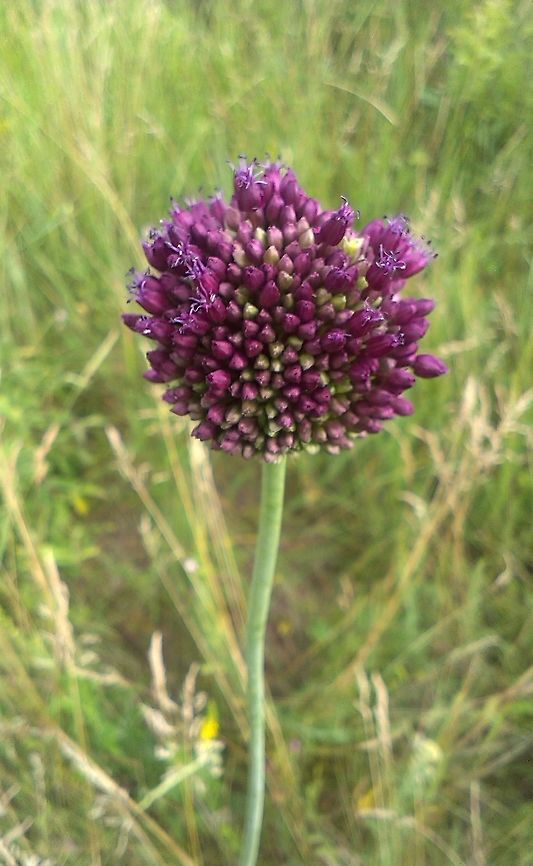 Allium spaherocephalon  Allium sphaerocephalon,ball-head onion,round-headed garlic,round-headed leek
