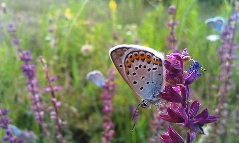 Polyommatus icarus  Common Blue,Polyommatus icarus