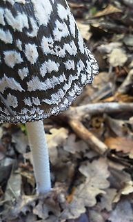 Coprinopsis picacea non-edible Coprinopsis picacea,Magpie Fungus,Magpie fungus