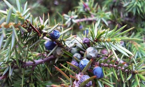 Juniperus communis the common juniper Juniperus communis