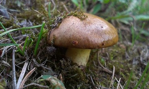 Suillus granulatus edible mushroom, please always ask an expert before eating wild mushrooms! Suillus granulatus