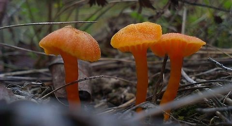 Hygrocybe miniata  Hygrocybe miniata