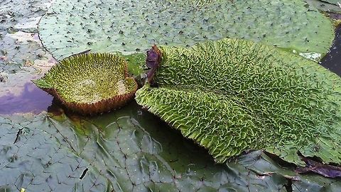 Euryale ferox  Euryale ferox