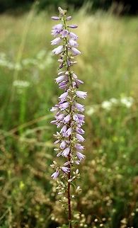 European bellflower